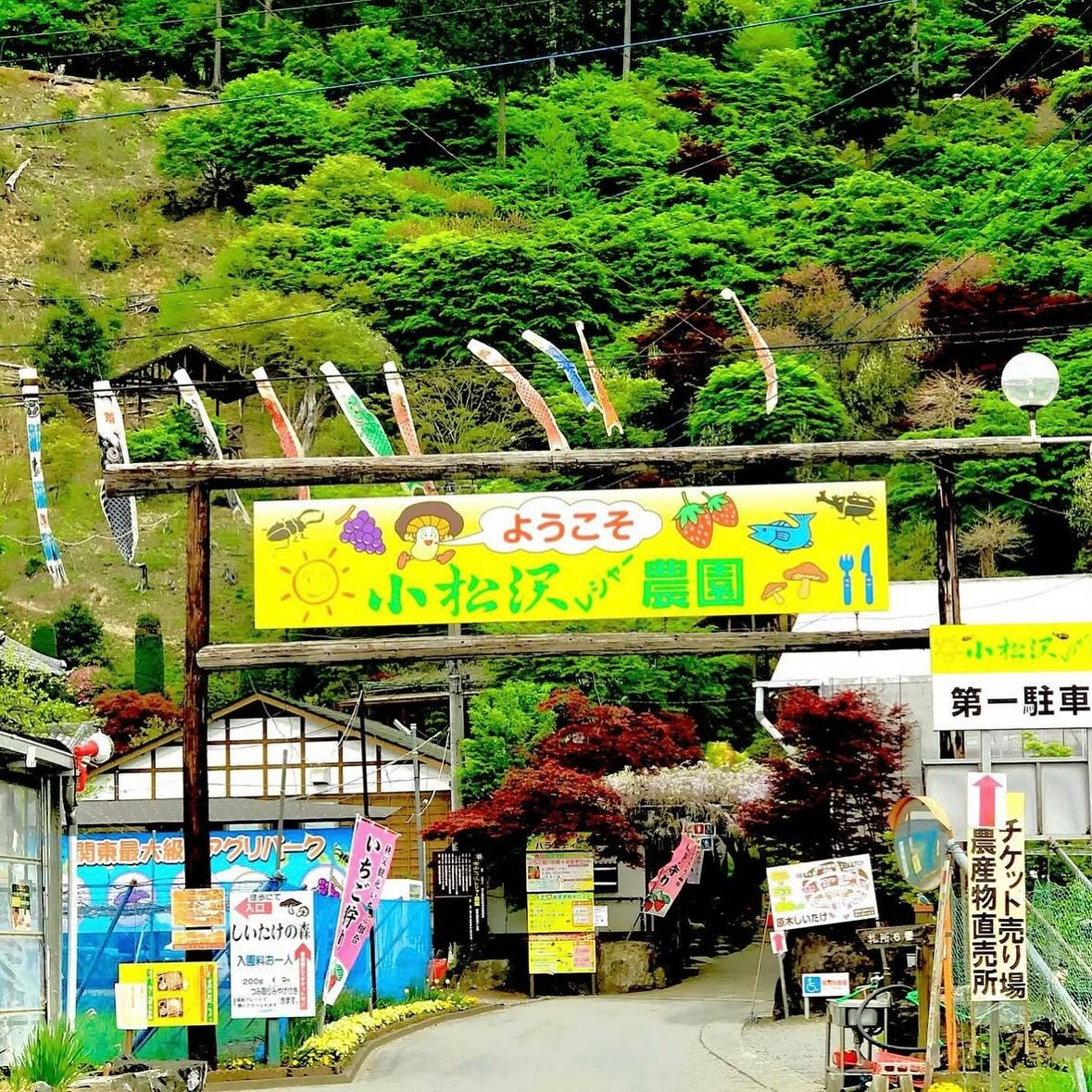 7/13(日)秩父自然体験ツアー🏞️