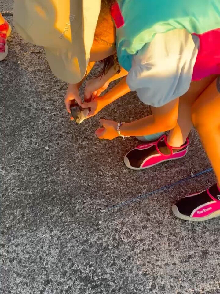 新島サマーキャンプ日記【3日目】🎣